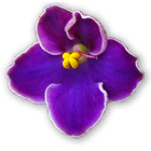 Silver-Edge African Violet from Optimara